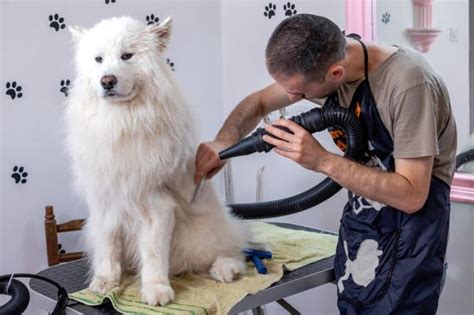 Do Samoyeds Need Professional Grooming? - Happy Samoyed