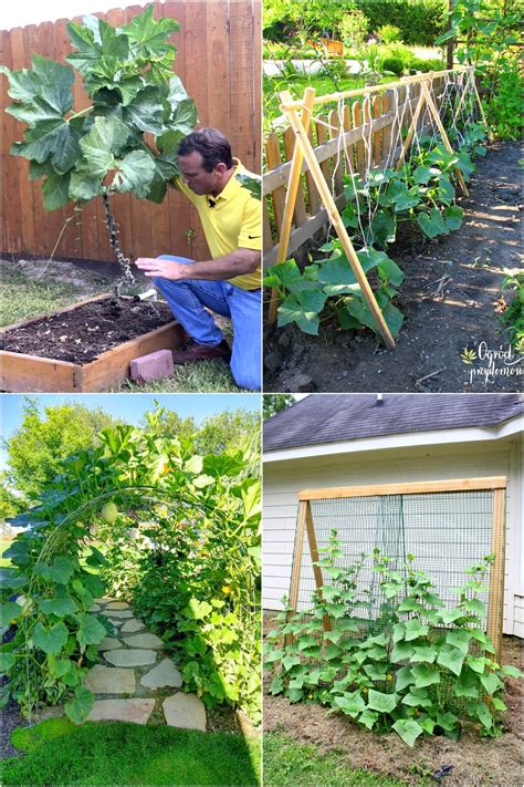 How To Grow Zucchini Vertically 25 Best Ideas A Piece Of Rainbow