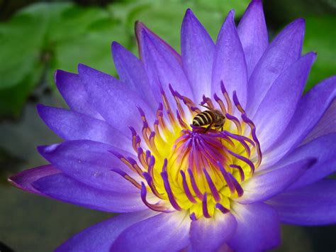 Purple Lotus wallpaper | 1024x768 | #78393