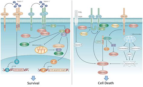 Netrin 1 Neuron Guidance Factor Involved In IPS Regulation And