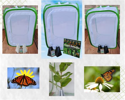 Monarch Butterfly Raising Kit Butterfly Raising Kit Milkweed Etsy