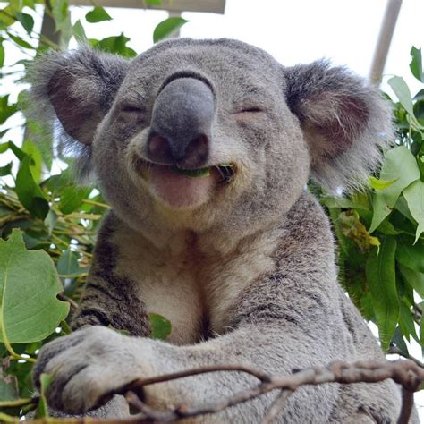 An eating koala is a happy koala! : koalas