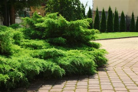 Professional Juniper Bushes Removal - Near You - Juniper Bushes Removal ...