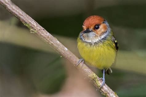 A Small Bird Sitting On Top Of A Tree Branch