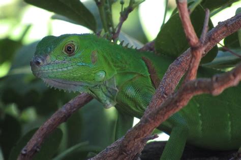 Close-Up Shot of an Iguana · Free Stock Photo