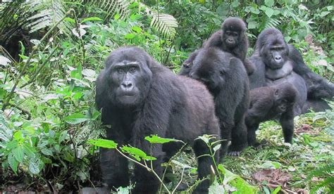 History of Vaccines: Mountain Gorilla Endangered