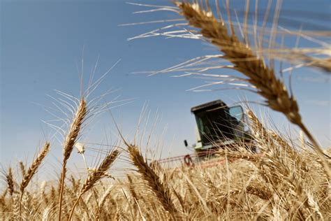 Desert Wells Help Iraq Harvest Bumper Wheat Crop As Rivers Dry Reuters