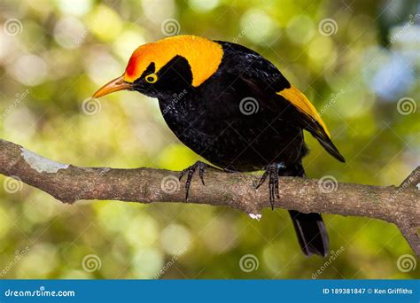 Regent Bowerbird Stock Image Image Of Yellow Bowerbird 189381847