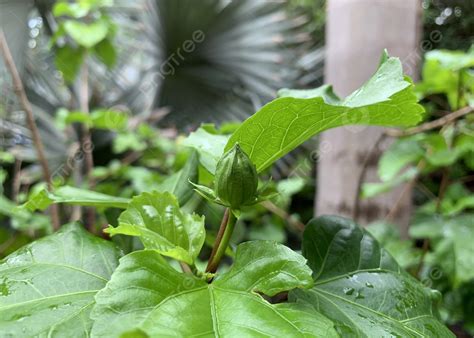 Leaves Green Bright After The Rain For Background Leaf Green Tree