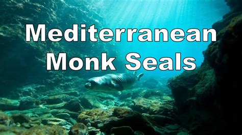 Mediterranean Monk Seals Youtube