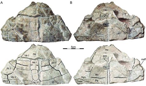 ISI R177 Indochelys Spatulata Telangana India Kota Formation