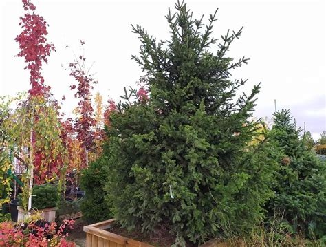 Ель обыкновенная / Picea abies: купить саженцы в Москве - Ромашкино Парк