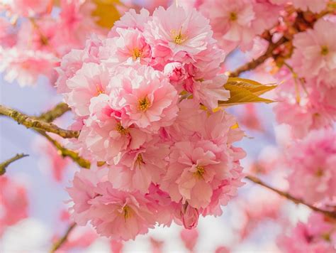 Sakura Blumen Kirschblüten Rosa Kostenloses Foto auf Pixabay Pixabay