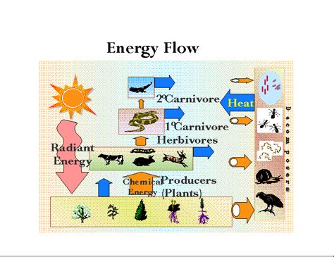 Energy Flow Diagram Ecology Ecosystem Biology Unidirectional