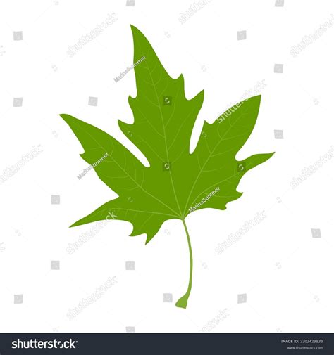 Simple Leaf Example Palmately Lobed Leaf Stock Vector Royalty Free