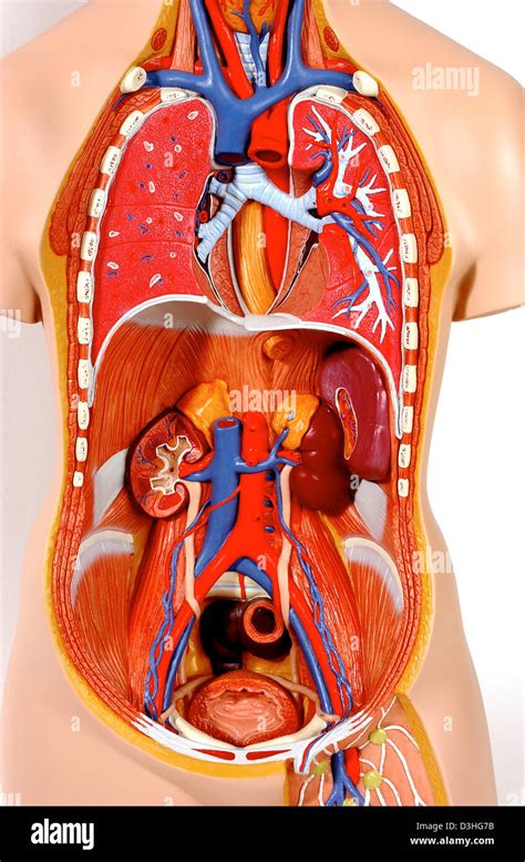 Anatomy Trunk Stock Photo Alamy