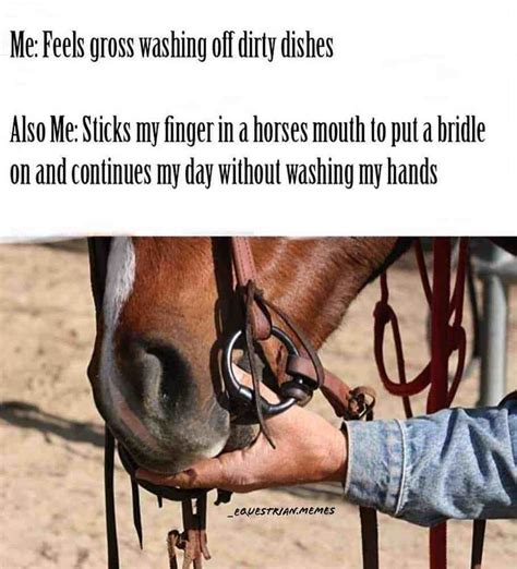 17 Of Our Favorite Equestrian Memes Artofit