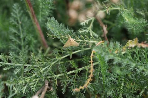 Night Shift Pollinating The Magic Of Moths — Kale Tree