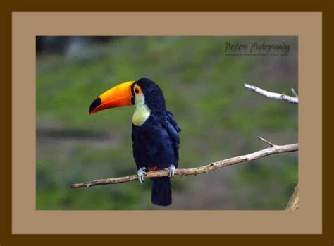 Fine Art For Sale - Toco Toucan - PostersPhotography