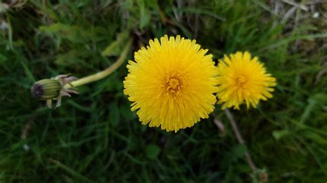 Dandelion Flower Nature Free Photo On Pixabay Pixabay