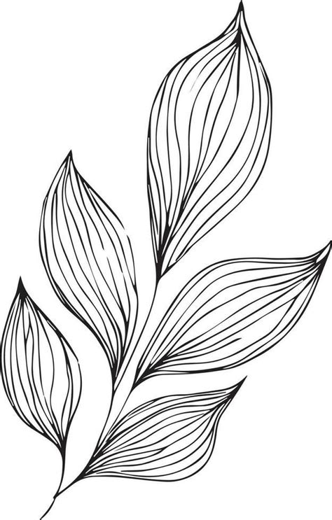 Botanical Vector Illustration Coloring Page Simplicity Embellishment Monochrome Vector Art