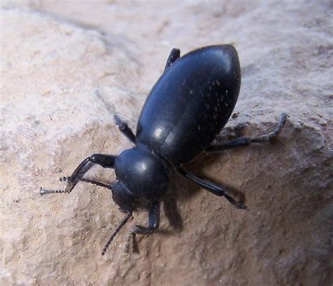 Darkling Beetle Eleodes Dentipes Bugguide Net