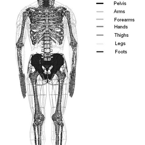 Human Articulated Rigid Body Model Download Scientific Diagram