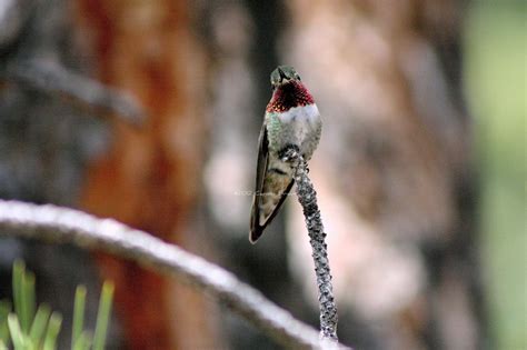 Nature Photography and Facts : Broad-tailed Hummingbird