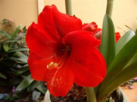 K K Amaryllis Closeup Black Background Red Hd Wallpaper Rare