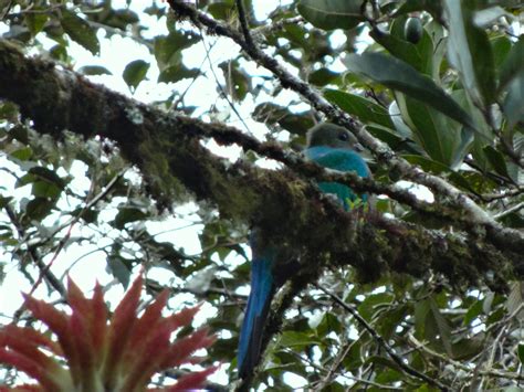 Quetzal hembra Finca Drácula