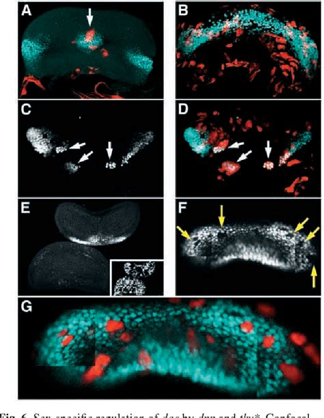 Figure From The Drosophila Sex Determination Hierarchy Modulates