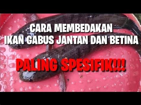 Cara Membedakan Ikan Gabus Jantan Dan Betina Dengan Mudah Youtube