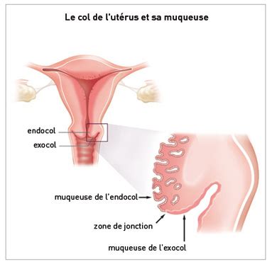 Mitose R Alit S Biom Dicales