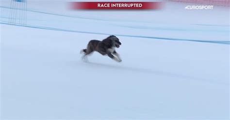 Runaway Dog Races Down Ski Slope After Evading Marshals At World Cup
