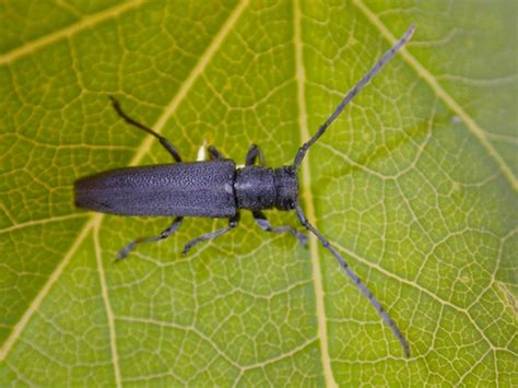 R F Insecta Coleoptera Cerambycidae Phytoecia Phytoecia