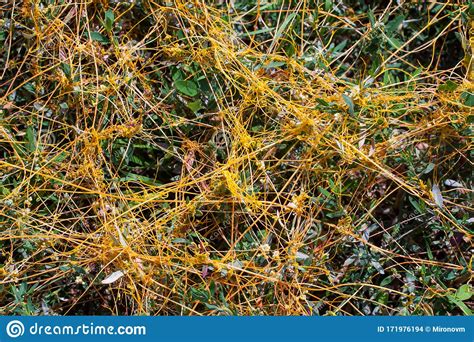 Dodder Genus Cuscuta Is The Parasite Wraps Stock Photo Image Of