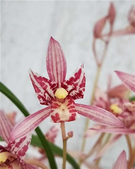 蘭花界的新寵「紅貓蕊蝶」，花色艷麗，芳香撲鼻，氣質妖艷還好養 每日頭條