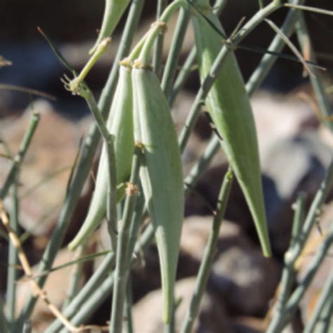 Desert Milkweed Project Noah