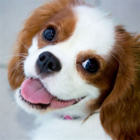 #1 | Cavalier King Charles puppies for sale in Grand Junction, CO