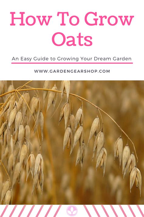 How To Grow Oats At Home Vegetable Garden Design Home Vegetable