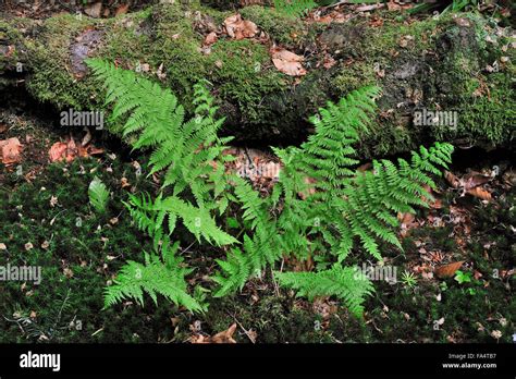 Alpine Lady Fern Athyrium Distentifolium In Forest Stock Photo Alamy