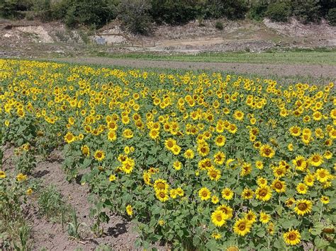 Arranca temporada de girasoles en Laguna de Sánchez Santiago POSTA