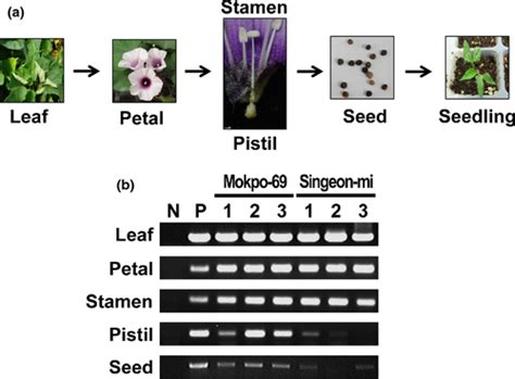 Seed Transmission Of Sweet Potato Leaf Curl Virus In Sweet Potato Ipomoea Batatas Kim 2015