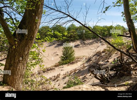 Sand Dunes At Warren Dunes State Park Michigan Usa Stock Photo Alamy