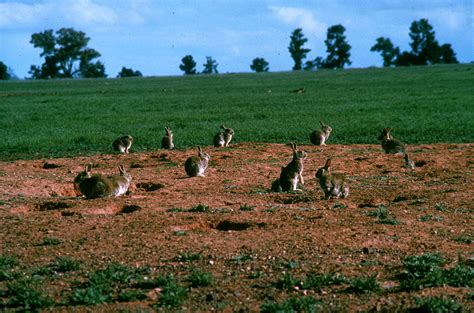 Australia S Most Invasive Species