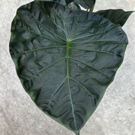 ALOCASIA Hybride D19 X3 Regal Shields 70 90CM