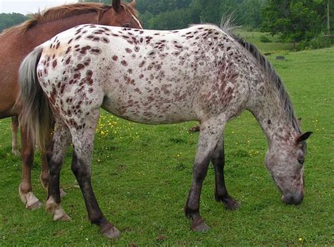 Appaloosa Each Horses Color Pattern Is Genetically The Result Of