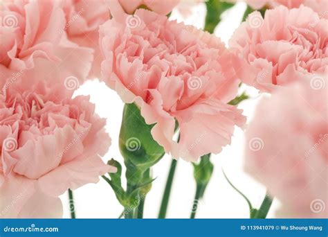 Mother`s Day Carnations Pink Carnations Stock Image Image Of Fresh