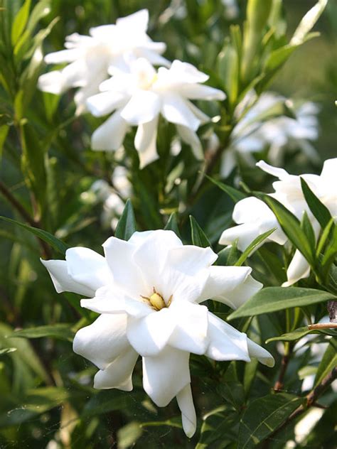 Gardenia Frost Proof Plant Gardenia Jasminoides Urban Perennials