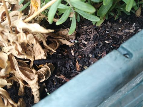 Befall Im Blumentopf Zapfenartig Hausgarten Net